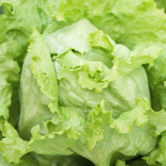 Lettuce