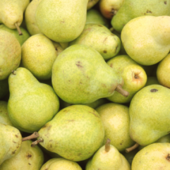 Pears