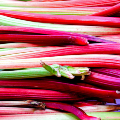 Rhubarb