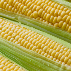 Sweetcorn