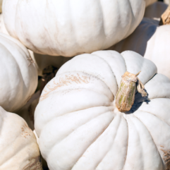 ¼ Pumpkin
