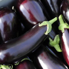 Aubergine (Brinjal)