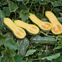 Baby Butternut