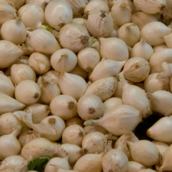 Pickling Onions