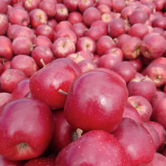 Red Apples