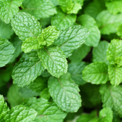 Mint