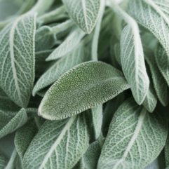 Sage