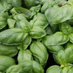 Basil