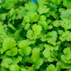 Coriander