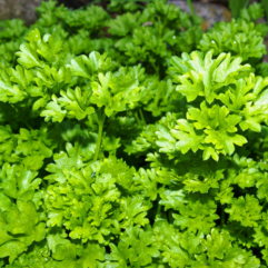 Parsley